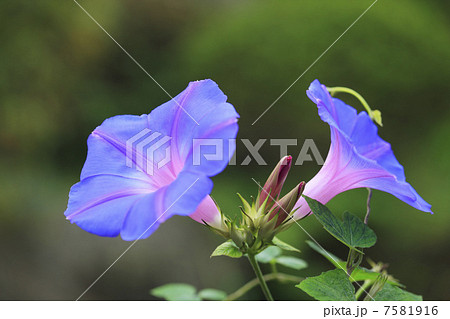 夏の風物詩・朝顔 7581916