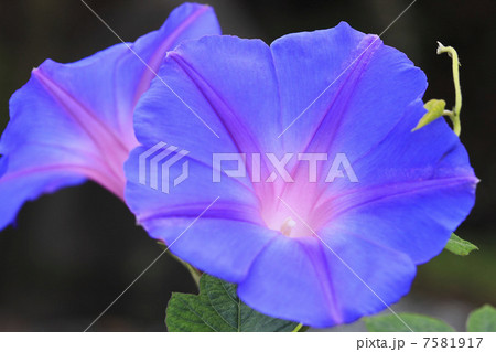 夏の風物詩・朝顔 7581917