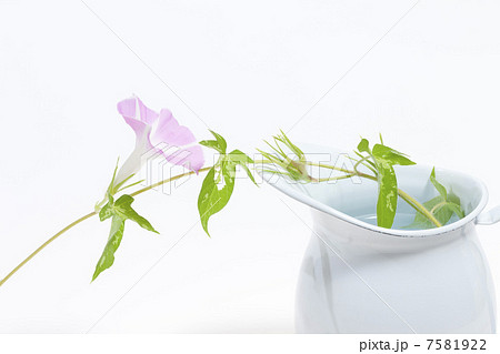 水差しの朝顔 7581922