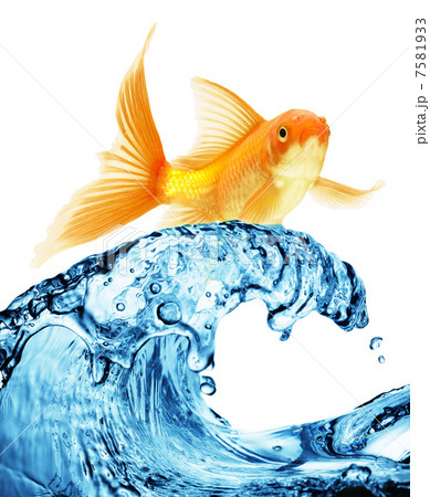 goldfish jumping out of the water goldfish jumping out of the water 7581933