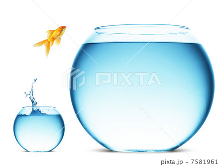 goldfish jumping out of the water goldfish jumping out of the water 7581961