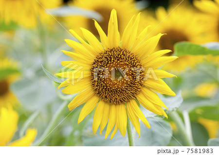 ひまわり ひまわり 7581983