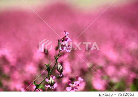 フクロナデシコの花畑 フクロナデシコの花畑 7582052