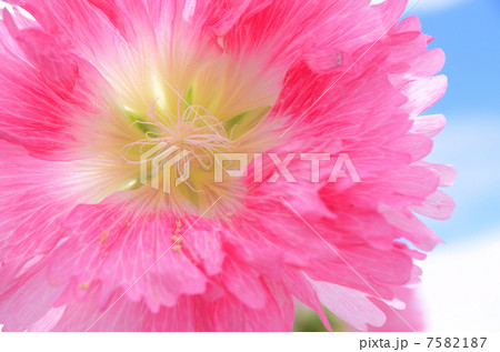 青空と立葵 7582187