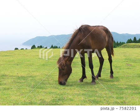 御崎馬 7582201