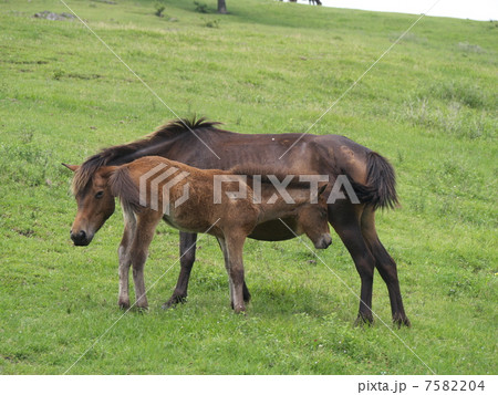 御崎馬 御崎馬 7582204