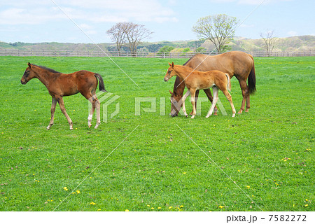 北海道日高地方のサラブレッド生産牧場に放牧されている馬の親子 7582272