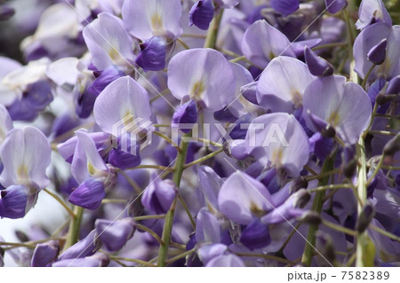 藤の花のアップ 7582389