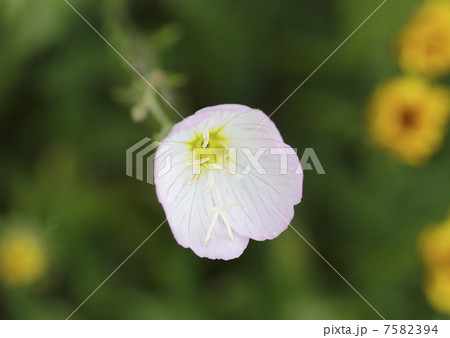 ヒルザキツキミソウ 7582394