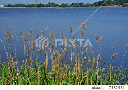 多々良沼散歩・多々良沼 多々良沼散歩・多々良沼 7582431
