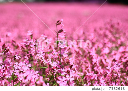 フクロナデシコの花畑 7582618