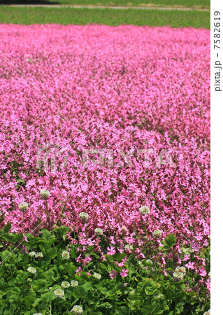 フクロナデシコの花畑 7582619