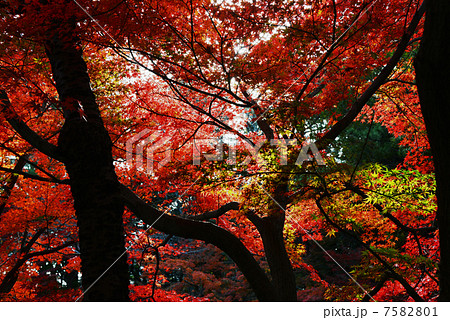 紅葉 紅葉 7582801