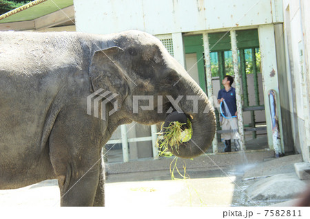 アジアゾウ 7582811