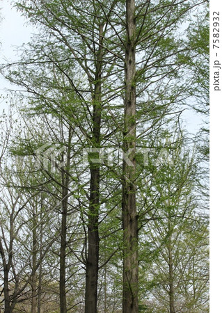 メタセコイヤ メタセコイヤ 7582932