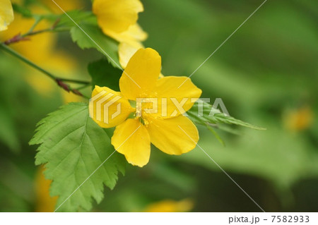 山吹の花 7582933