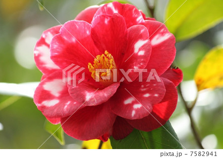 椿の花 椿の花 7582941