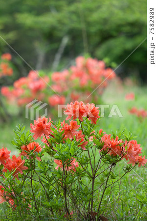 冨士山 吉田口登山道のレンゲツツジの群生 大石茶屋付近 冨士山 吉田口登山道のレンゲツツジの群生 大石茶屋付近 7582989