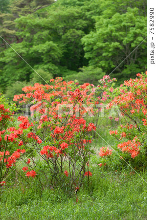冨士山 吉田口登山道のレンゲツツジの群生 大石茶屋付近 冨士山 吉田口登山道のレンゲツツジの群生 大石茶屋付近 7582990
