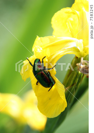 アヤメのカナブン 7583245