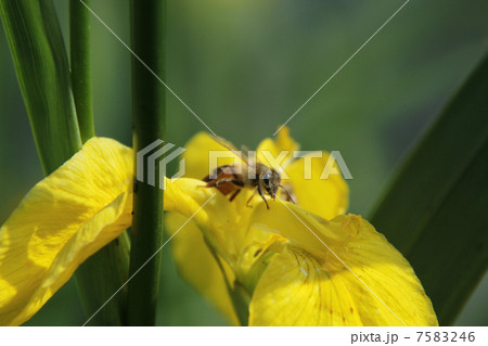 アヤメのミツバチ アヤメのミツバチ 7583246