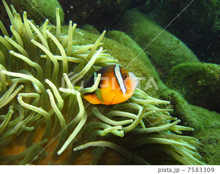 クマノミ 7583309