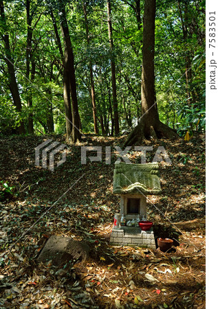 多々良沼散歩・鶉古城跡 7583501