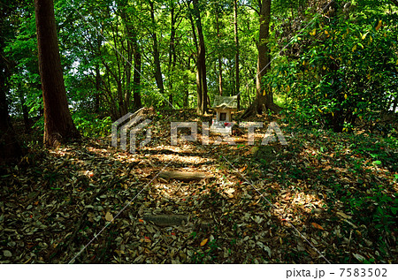 多々良沼散歩・鶉古城跡 7583502