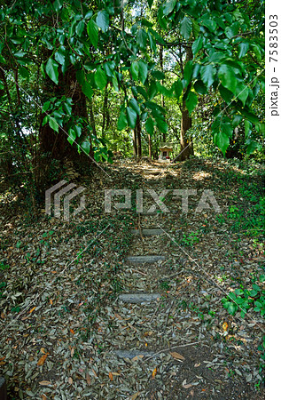 多々良沼散歩・鶉古城跡 7583503