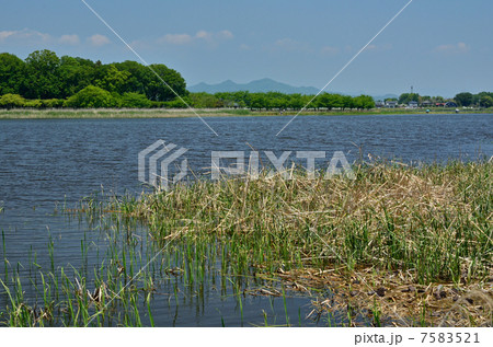 多々良沼散歩・多々良沼 多々良沼散歩・多々良沼 7583521