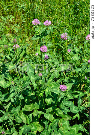 植物・アカツメグサ マメ科 植物・アカツメグサ マメ科 7583525