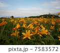 ニッコウキスゲ1 7583572