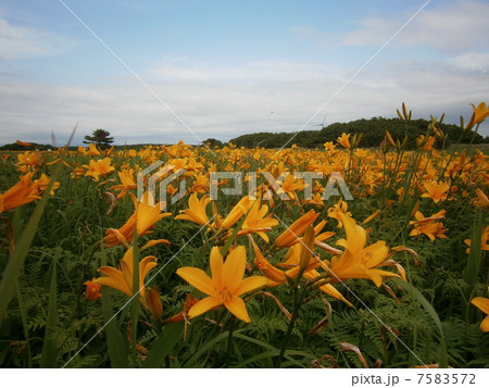 ニッコウキスゲ1 7583572