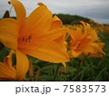 ニッコウキスゲ2 7583573