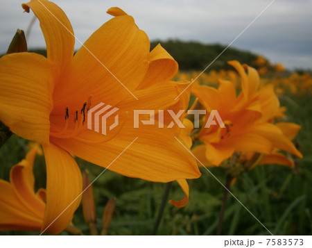 ニッコウキスゲ2 ニッコウキスゲ2 7583573