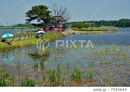 多々良沼散歩・多々良沼と浮島弁財天 7583644
