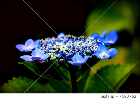 ガクアジサイ ガクアジサイ 7583762