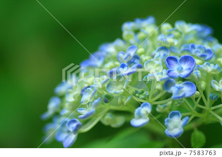 ウズアジサイ 7583763