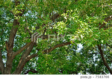 樹木・アカメヤナギ ヤナギ科 樹木・アカメヤナギ ヤナギ科 7583766