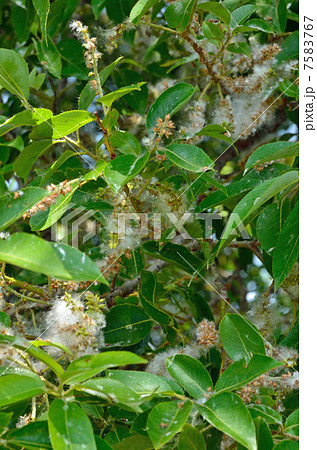 樹木・アカメヤナギ ヤナギ科 樹木・アカメヤナギ ヤナギ科 7583767