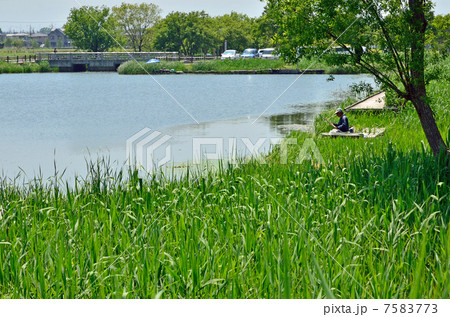 多々良沼散歩・ガバ沼のマコモ 7583773
