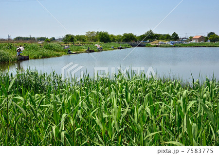 多々良沼散歩・ガバ沼のマコモ 多々良沼散歩・ガバ沼のマコモ 7583775