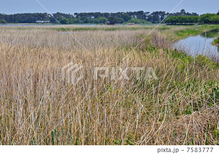 多々良沼散歩・多々良沼 7583777