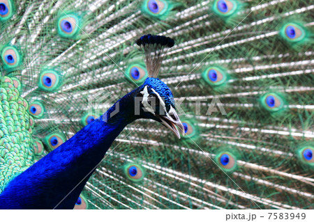 孔雀 7583949