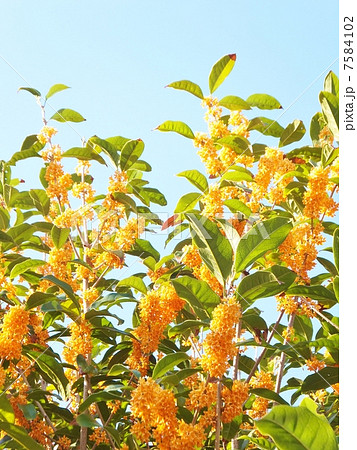 きんもくせいシリーズ(縦) 青空をバックにして満開の きんもくせいシリーズ(縦) 青空をバックにして満開の 7584102