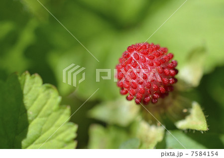 ヘビイチゴ（蛇苺） 7584154