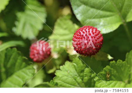 ヘビイチゴ（蛇苺） 7584155