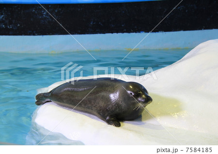 おたる水族館 おたる水族館 7584185