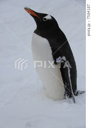 ペンギン ペンギン 7584187