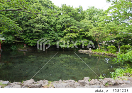 冨士山本宮浅間大社 湧玉池 冨士山本宮浅間大社 湧玉池 7584233